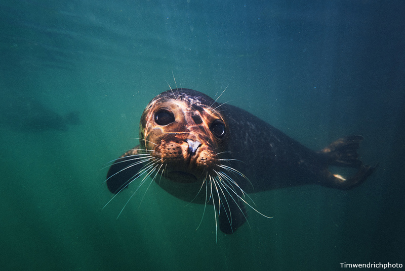 Seals - Marine Science Center